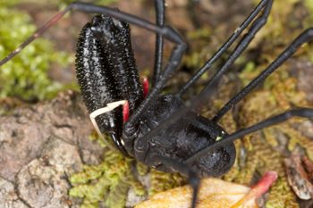 Media type: image; Invertebrate Zoology 29274